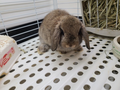 ロップイヤーラビットさん