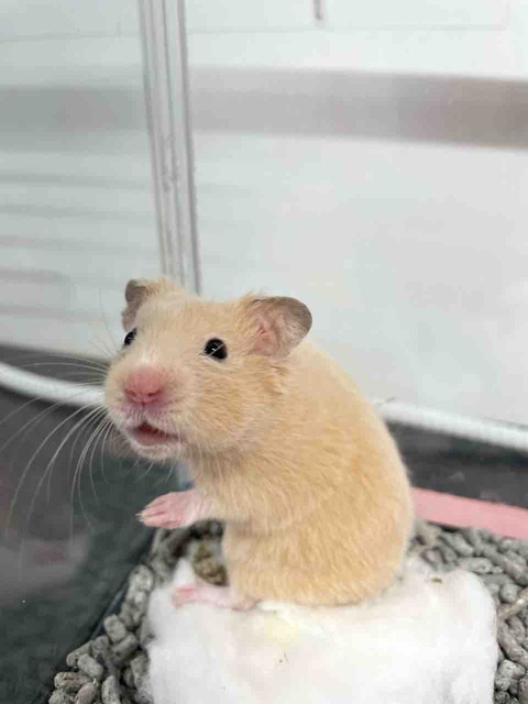 キンクマハムスター