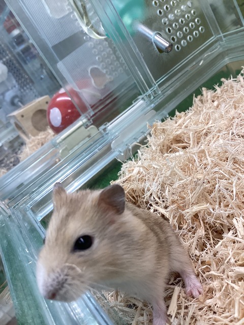 プディングイエロー❗️