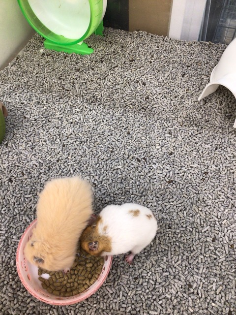 ハムスター🐹