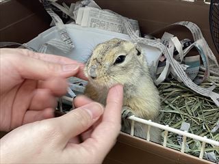 もちもち食いしん坊ジリスさん('◇')ゞ