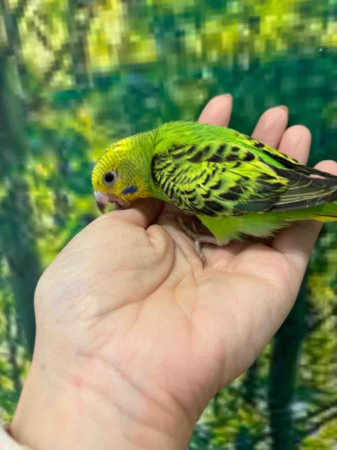 セキセイインコ