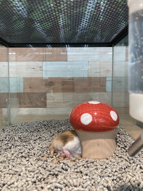 隠れてるつもり