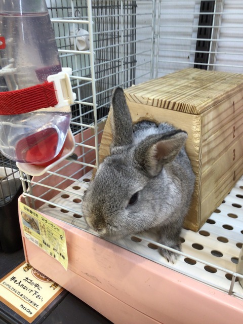 ネザーランド