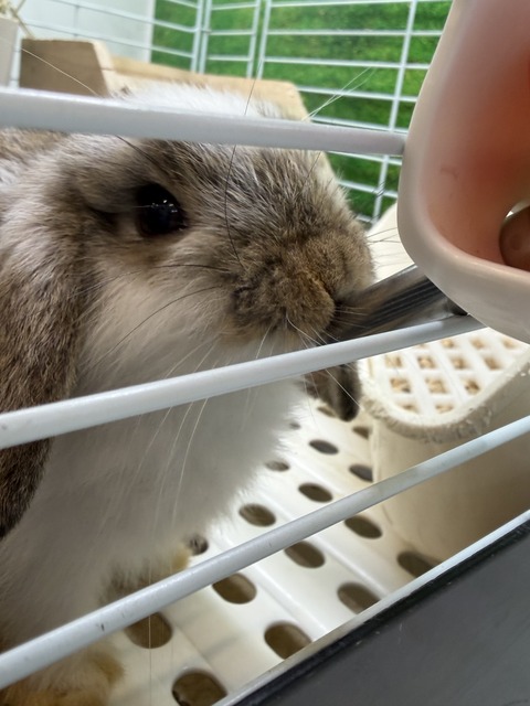立派なのは態度じゃなくて耳です🐰ᩚ