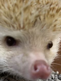 ハリネズミさん*´ω｀)