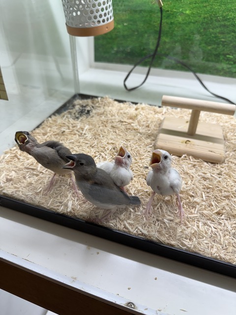 文鳥さんたち🕊️