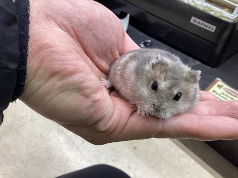 ジャンガリアンハムスター　ブルーサファイア