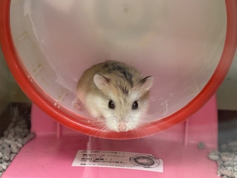 ロボロフスキーハムスター🐹