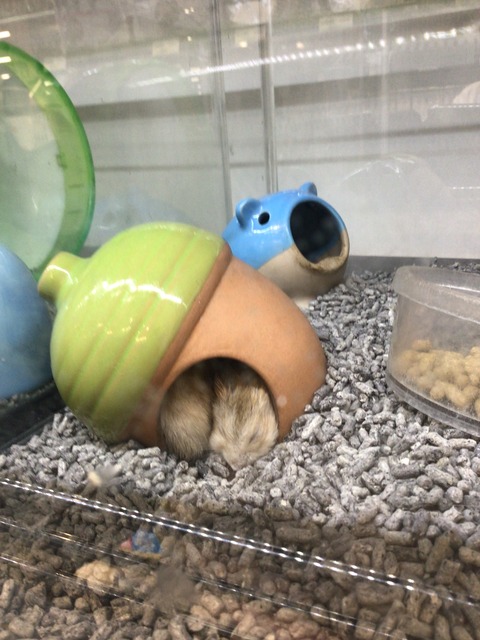 新入荷ハムスター