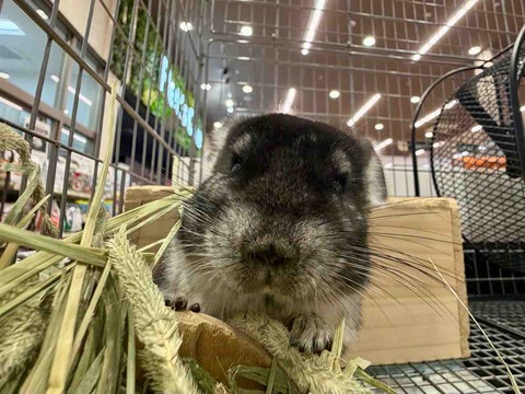 チンチラベビー🐭🍼🫧