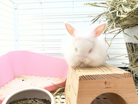 ライオンラビット🐰