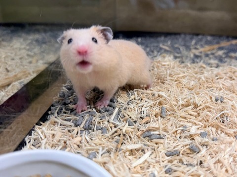 ゴールデンハムスター【キンクマ】🐹