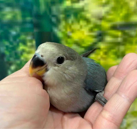 コザクラインコ