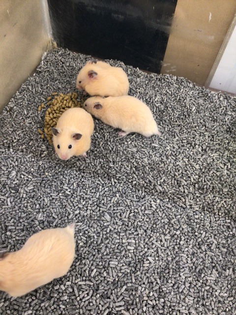 キンクマハムスター