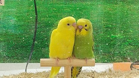 仲良しセキセイインコさん