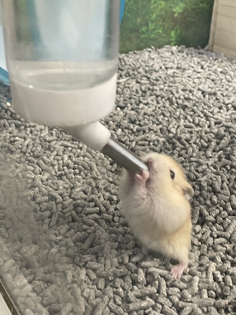 この姿はなんとも可愛い🥰