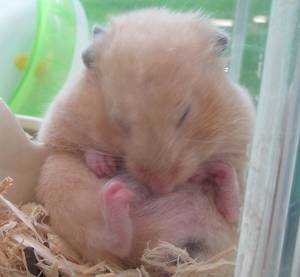 すやすや😪キンクマハムスター : 小動物専門店NATURE'S