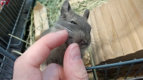 ナデナデ大好き！デグーさん