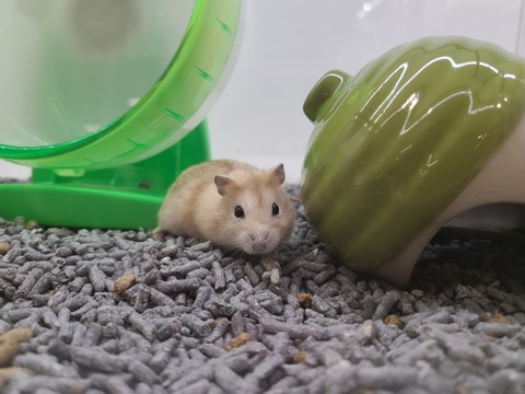 プディングジャンガリアン