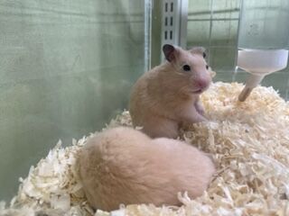 数量限定激安deaf breed ブレスレット image0-list