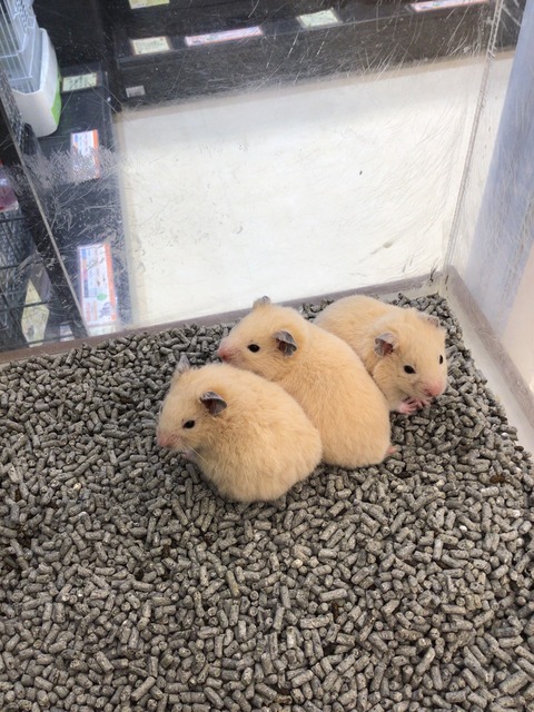 キンクマハムスター