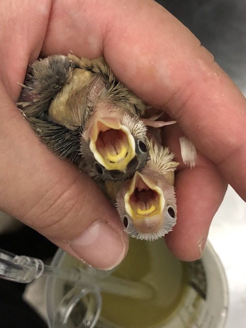 ぶんちょっ🐣