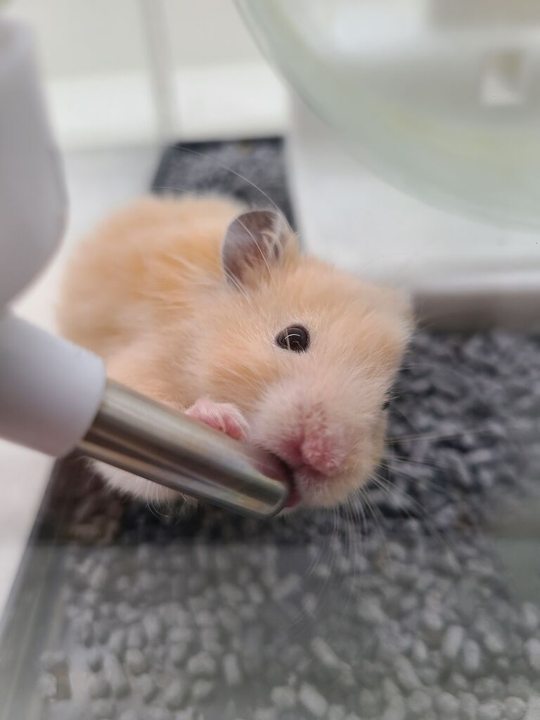 ロングヘアーハムスター : 小動物専門店NATURE'S - FD4756D7