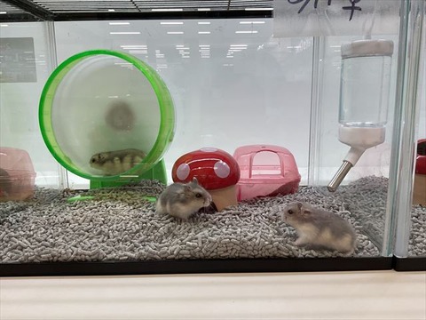 ジャンガリアンハムスター