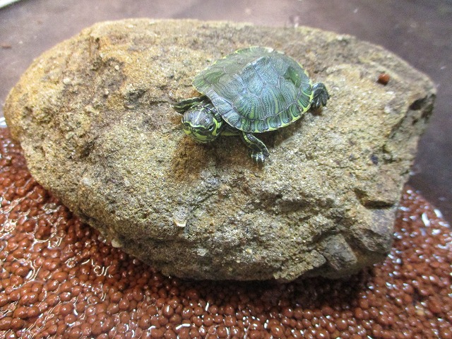 爬虫、両性類ビジュアルガイド ヘビ オオトカゲ リクガメ 水棲ガメ①