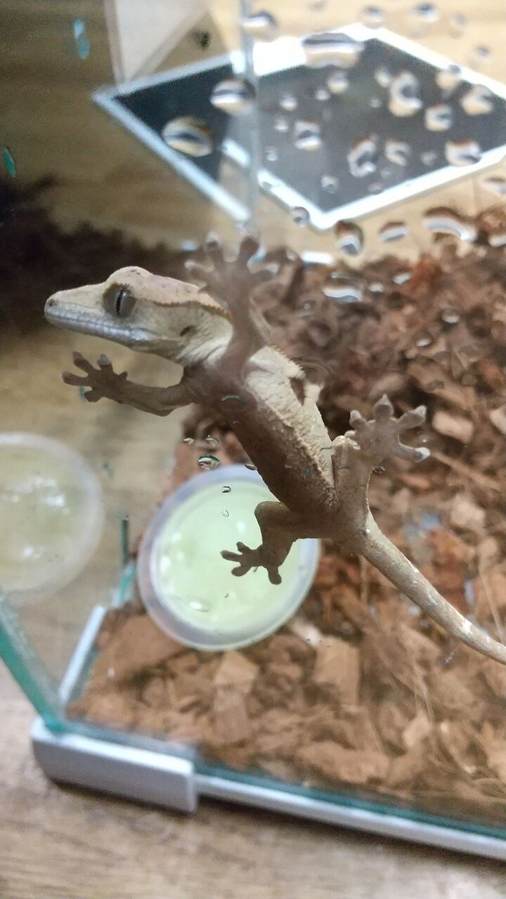 壁チョロ クレス 爬虫両生類専門店nature S