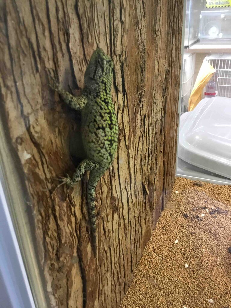 マラカイトハリトカゲ 爬虫両生類専門店nature S