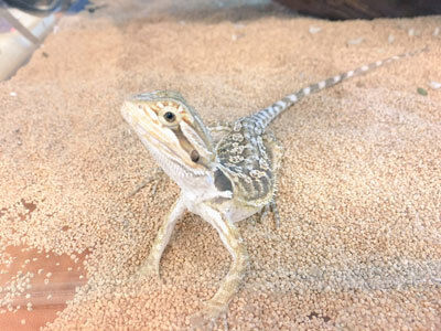フトアゴヒゲトカゲ専門店 - 15f70Dc0