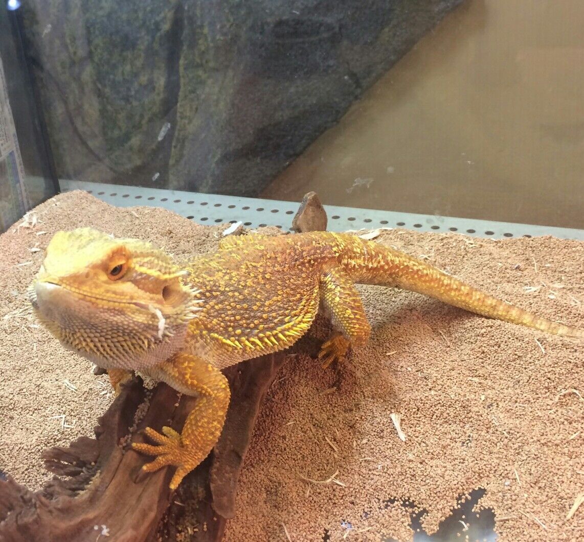 フトアゴヒゲトカゲ : 爬虫両生類専門店NATURE'S - 1b531288 フトアゴヒゲトカゲ : 爬虫両生類専門店NATURE'S - 1b531288