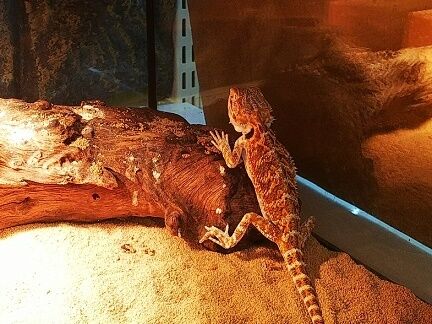 フトアゴヒゲトカゲ : 爬虫両生類専門店NATURE'S - 319cca66 フトアゴヒゲトカゲ : 爬虫両生類専門店NATURE'S - 319cca66