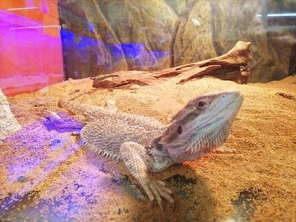 フトアゴヒゲトカゲ : 爬虫両生類専門店NATURE'S - 40604f5a フトアゴヒゲトカゲ : 爬虫両生類専門店NATURE'S - 40604f5a