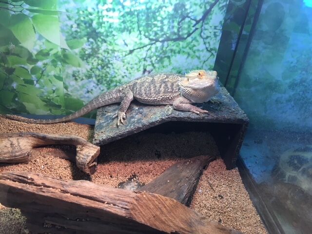 フトアゴヒゲトカゲ!! : 爬虫両生類専門店NATURE'S - 6a236a51 フトアゴヒゲトカゲ!! : 爬虫両生類専門店NATURE'S - 6a236a51