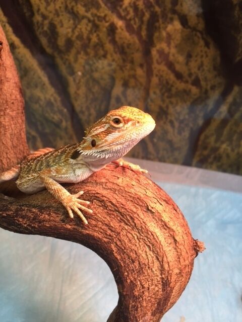 フトアゴヒゲトカゲ ハイカラー : 爬虫両生類専門店NATURE'S - 80Da3a07 フトアゴヒゲトカゲ ハイカラー : 爬虫両生類専門店NATURE'S - 80Da3a07