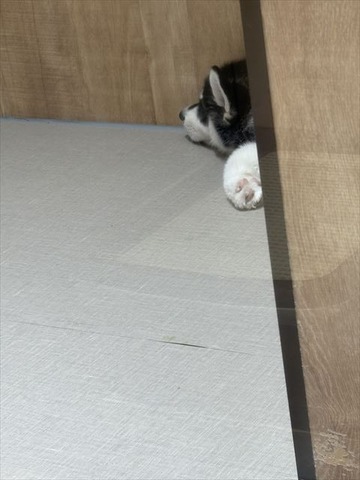 シベリアンハスキー