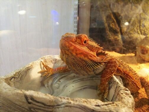 フトアゴヒゲトカゲ : 爬虫両生類専門店NATURE'S - 9DDbD0D4 フトアゴヒゲトカゲ : 爬虫両生類専門店NATURE'S - 9DDbD0D4