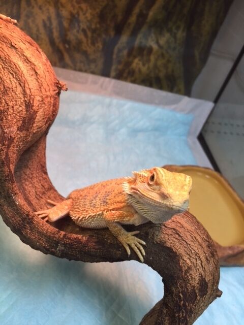 フトアゴトカゲ イエローハイポ : 爬虫両生類専門店NATURE'S - 9eDab454 フトアゴトカゲ イエローハイポ : 爬虫両生類専門店NATURE'S - 9eDab454