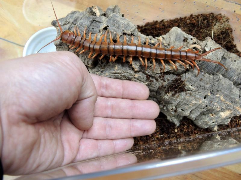 中国激レア ムカデ scolopendra subspinipes ''toxic tip''black 約１２ｃｍ １スタ 売り切り 一点のみ Pets!Pets! -Scolopendra subspinipes-