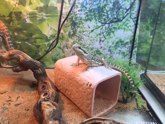 フトアゴヒゲトカゲ! : 爬虫両生類専門店NATURE'S - Bc9f4605 フトアゴヒゲトカゲ! : 爬虫両生類専門店NATURE'S - Bc9f4605