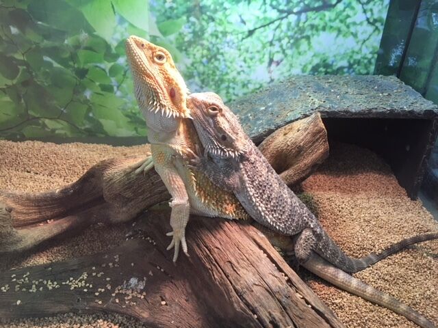 フトアゴヒゲトカゲ!! : 爬虫両生類専門店NATURE'S - D20fb868 フトアゴヒゲトカゲ!! : 爬虫両生類専門店NATURE'S - D20fb868