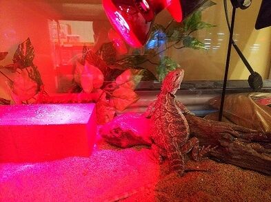 フトアゴヒゲトカゲ : 爬虫両生類専門店NATURE'S - D22fa3a8 フトアゴヒゲトカゲ : 爬虫両生類専門店NATURE'S - D22fa3a8