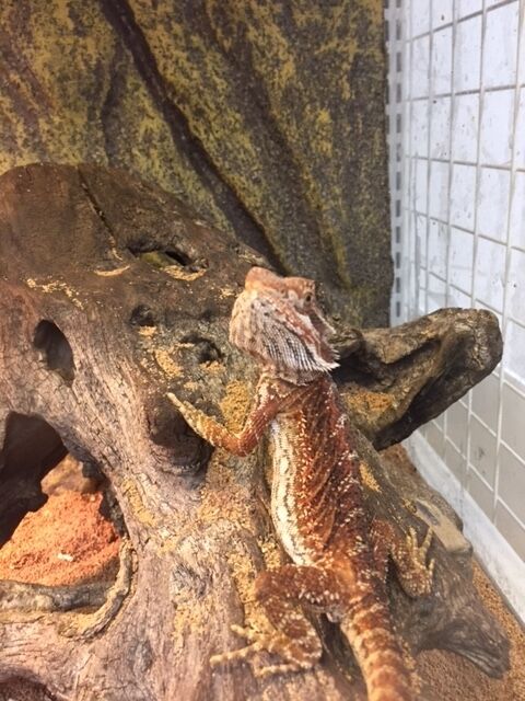 フトアゴヒゲトカゲ~~! : 爬虫両生類専門店NATURE'S - E5609717 フトアゴヒゲトカゲ~~! : 爬虫両生類専門店NATURE'S - E5609717