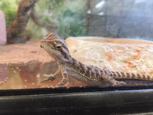 フトアゴヒゲトカゲ入荷! : 爬虫両生類専門店NATURE'S - E85cD598 フトアゴヒゲトカゲ入荷! : 爬虫両生類専門店NATURE'S - E85cD598