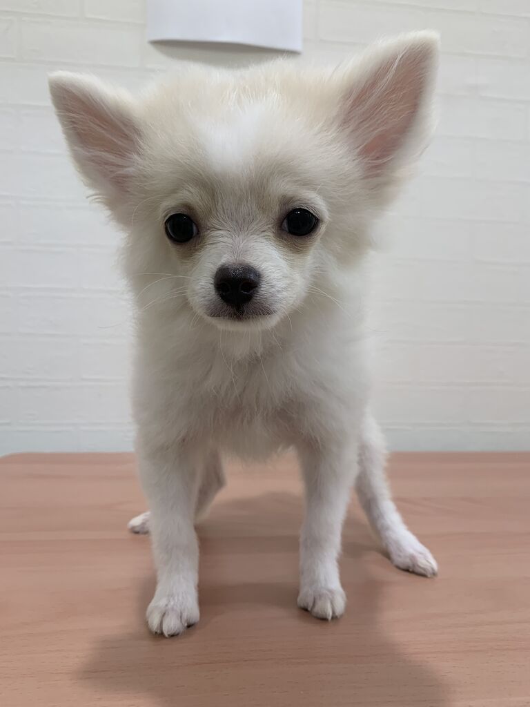 スタッフからも大人気 ポメチーちゃんをご紹介 大阪府 ペットショップワンラブ イオンモール日根野店スタッフブログ