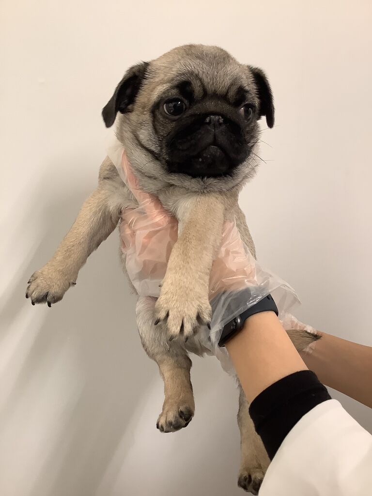 可愛いパグの男の子 愛知県春日井市 ペットショップワンラブ イオン春日井店のスタッフブログ