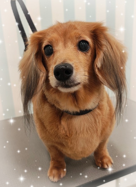 SNOW_20251201_202916_826